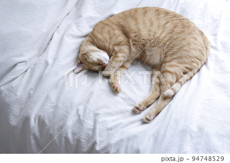 ねこちゃんの日常風景(すっかり大きくなりました) ねこちゃんの日常風景(すっかり大きくなりました) 94748529