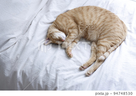 ねこちゃんの日常風景（すっかり大きくなりました） 94748530