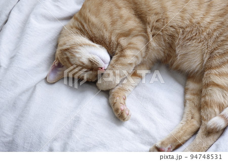 ねこちゃんの日常風景（すっかり大きくなりました） 94748531