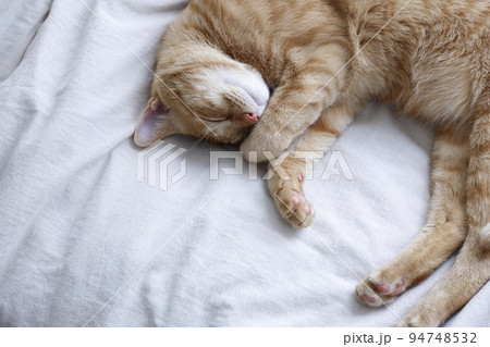 ねこちゃんの日常風景（すっかり大きくなりました） 94748532