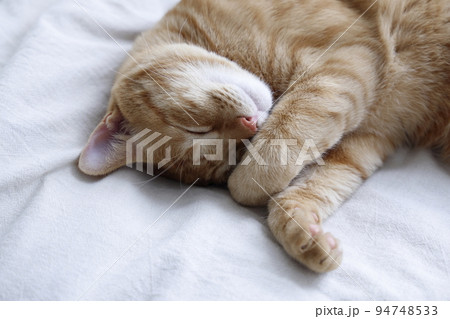 ねこちゃんの日常風景（すっかり大きくなりました） 94748533