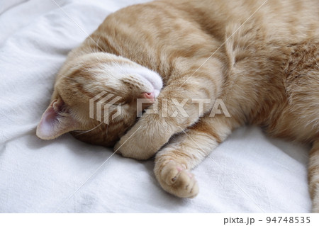 ねこちゃんの日常風景(すっかり大きくなりました) ねこちゃんの日常風景(すっかり大きくなりました) 94748535