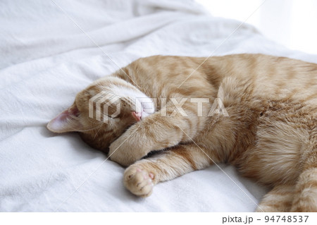 ねこちゃんの日常風景(すっかり大きくなりました) ねこちゃんの日常風景(すっかり大きくなりました) 94748537