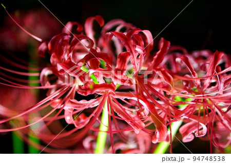 彼岸花 94748538