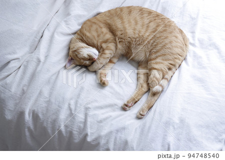 ねこちゃんの日常風景(すっかり大きくなりました) ねこちゃんの日常風景(すっかり大きくなりました) 94748540