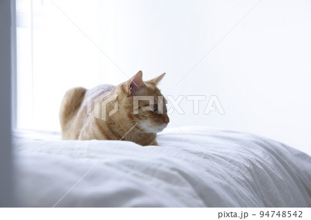 ねこちゃんの日常風景（すっかり大きくなりました） 94748542