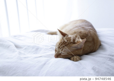 ねこちゃんの日常風景(すっかり大きくなりました) ねこちゃんの日常風景(すっかり大きくなりました) 94748546