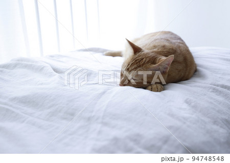 ねこちゃんの日常風景(すっかり大きくなりました) ねこちゃんの日常風景(すっかり大きくなりました) 94748548