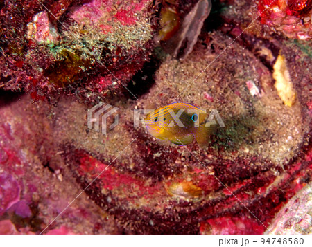 クロメガネスズメダイ 94748580