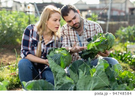 Couple of young gardeners picking fresh cabbage in sunny garden 94748584