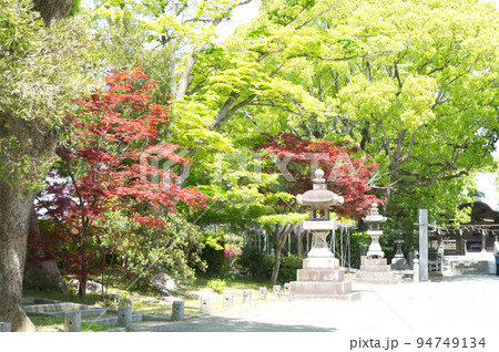 神社の散歩道と新緑 94749134