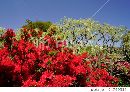 あしかがフラワーパーク　つつじ 94749533