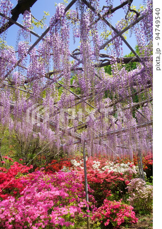 あしかがフラワーパーク　藤の花 94749540