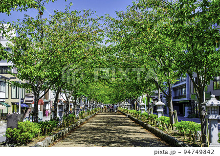 鎌倉　鶴岡八幡宮　若宮大路 94749842