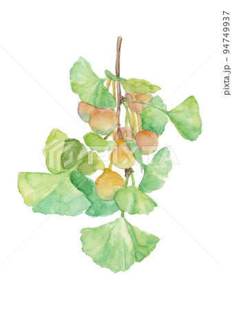 水彩で描いた銀杏のイラスト 枝葉付き 白バック 透過背景 94749937