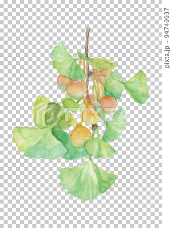 水彩で描いた銀杏のイラスト 枝葉付き 白バック 透過背景 94749937
