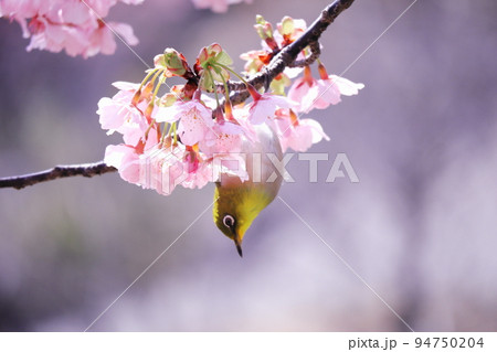 桜とメジロと春の訪れ 94750204