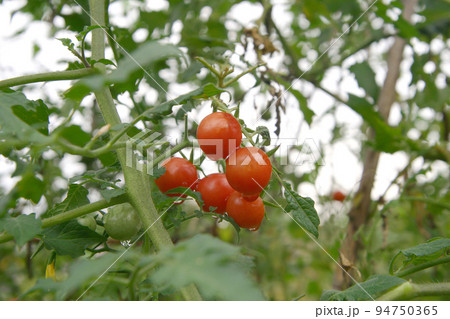 トマトは真っ赤に熟れて雨に濡れてその色も鮮やかに、完熟も露地ものならではの光景。朝食の食卓に トマトは真っ赤に熟れて雨に濡れてその色も鮮やかに、完熟も露地ものならではの光景。朝食の食卓に 94750365
