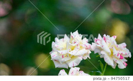 美しいカミーユピサロの花「バラ」薔薇クローズアップ撮影　 94750517