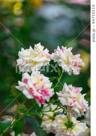 美しいカミーユピサロの花「バラ」薔薇クローズアップ撮影　 94750519