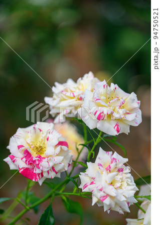 美しいカミーユピサロの花「バラ」薔薇クローズアップ撮影　 94750521
