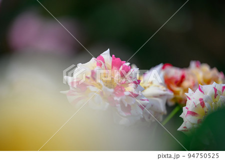 美しいカミーユピサロの花「バラ」薔薇クローズアップ撮影　 94750525