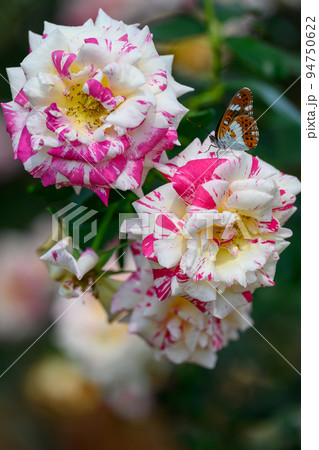 蝶々と美しいカミーユピサロの花「バラ」薔薇クローズアップ撮影　 94750622