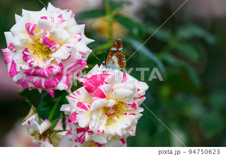 蝶々と美しいカミーユピサロの花「バラ」薔薇クローズアップ撮影　 94750623