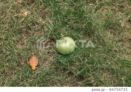 Green apples weigh on a tree branch in the garden. Unripe apples. 94750735