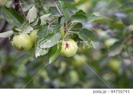 A green worm-eaten apple weighs on a tree branch in the garden. 94750745