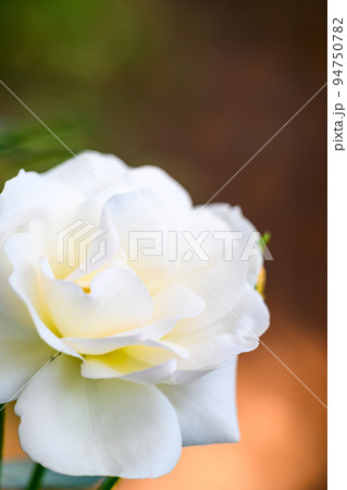 美しいクランノールの花「バラ」薔薇クローズアップ撮影　 94750782