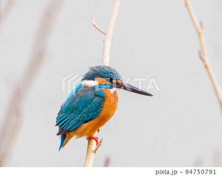 冬のカワセミ 94750791