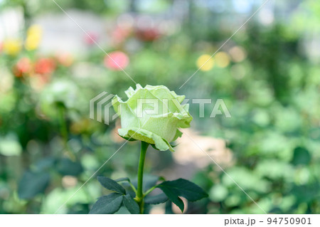 美しいクリーミーエデンの花「バラ」キラキラ光芒を背景に撮影 美しいクリーミーエデンの花「バラ」キラキラ光芒を背景に撮影 94750901