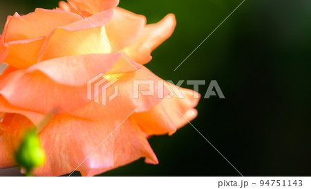 美しいケニギン ベアトリックスの花「バラ」花びら・薔薇の花クローズアップ 美しいケニギン ベアトリックスの花「バラ」花びら・薔薇の花クローズアップ 94751143
