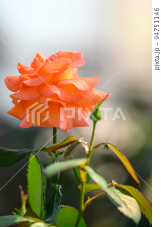 美しいケニギン ベアトリックスの花「バラ」薔薇の花クローズアップ 美しいケニギン ベアトリックスの花「バラ」薔薇の花クローズアップ 94751146