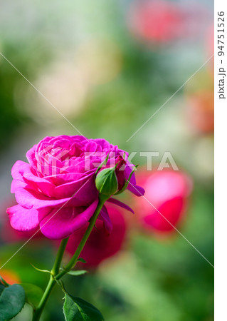 美しいハイデイ クルム ローズの花「バラ」花びら・薔薇の花クローズアップ 美しいハイデイ クルム ローズの花「バラ」花びら・薔薇の花クローズアップ 94751526