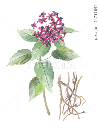 臭木 花と根 臭木 花と根 94751844