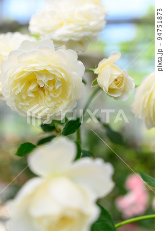 美しいロイヤル・プリンセスの花「バラ」明るいふわふわ光芒イメージで撮影 美しいロイヤル・プリンセスの花「バラ」明るいふわふわ光芒イメージで撮影 94751873