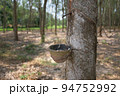 Rubber tree and bowl filled with latex. 94752992