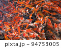 Japan koi fish or Fancy Carp swimming in a black pond fish pond. Popular pets for relaxation and feng shui meaning. Popular pets among people. Asians love to raise it for good fortune. 94753005