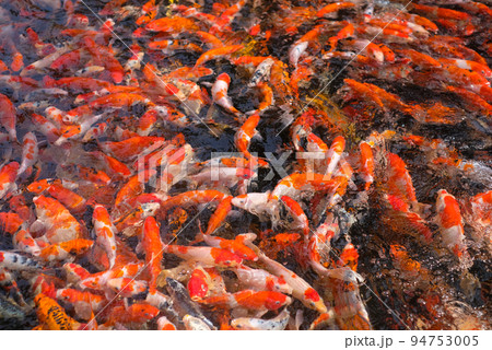 Japan koi fish or Fancy Carp swimming in a black pond fish pond. Popular pets for relaxation and feng shui meaning. Popular pets among people. Asians love to raise it for good fortune. 94753005
