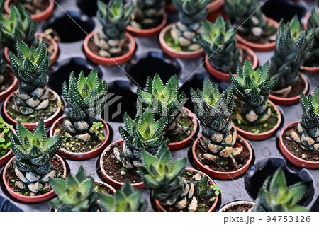 多肉植物 サキュレント 植物 94753126