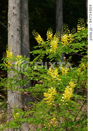 ジャケツイバラ(蛇結茨) ジャケツイバラ(蛇結茨) 94754904