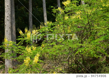 ジャケツイバラ(蛇結茨) ジャケツイバラ(蛇結茨) 94754906