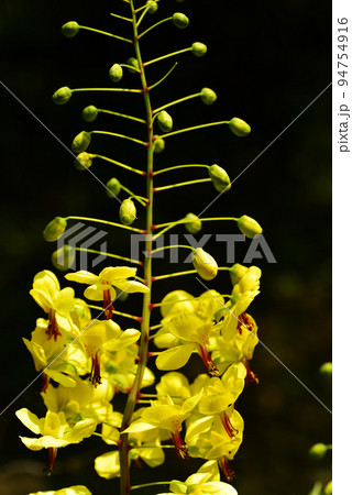 ジャケツイバラ（蛇結茨） 94754916