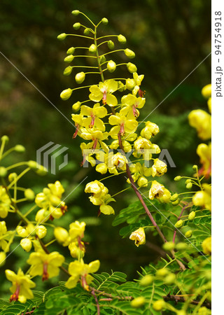 ジャケツイバラ(蛇結茨) ジャケツイバラ(蛇結茨) 94754918