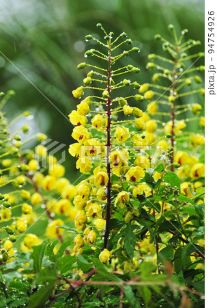 ジャケツイバラ(蛇結茨) ジャケツイバラ(蛇結茨) 94754926