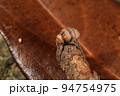 生き物　昆虫　オオミスジマルゾウムシ、クスノキ科の木につくそうです。九月の雑木林で 94754975