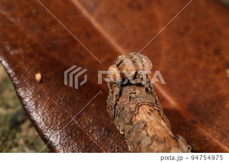 生き物 昆虫 オオミスジマルゾウムシ、クスノキ科の木につくそうです。九月の雑木林で 生き物 昆虫 オオミスジマルゾウムシ、クスノキ科の木につくそうです。九月の雑木林で 94754975