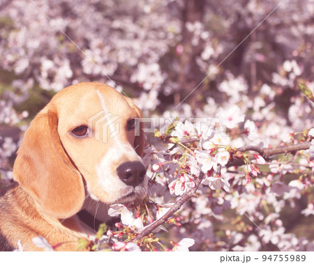 ビーグル犬と桜 94755989